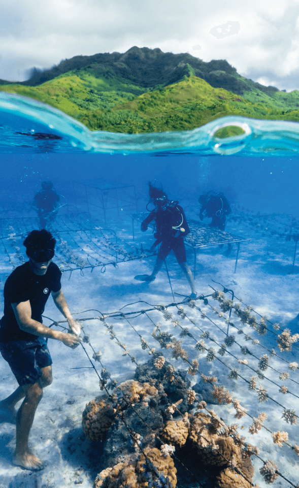 RESTORING THE OCEAN REEF